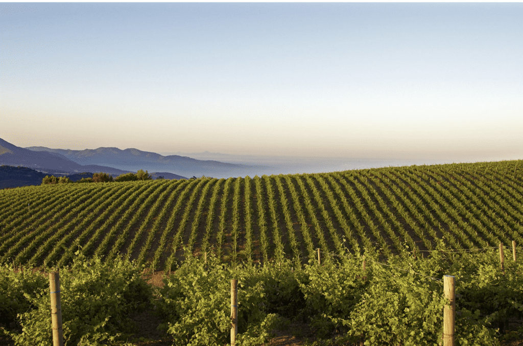 Caymus Vineyards